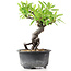 Pyracantha, 16 cm, ± 8 Jahre alt