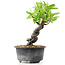 Pyracantha, 16 cm, ± 8 Jahre alt