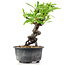 Pyracantha, 16 cm, ± 8 jaar oud