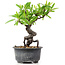 Pyracantha, 16 cm, ± 8 Jahre alt