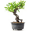 Pyracantha, 16 cm, ± 8 Jahre alt