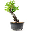 Pyracantha, 16 cm, ± 8 years old