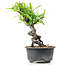 Pyracantha, 16 cm, ± 8 Jahre alt