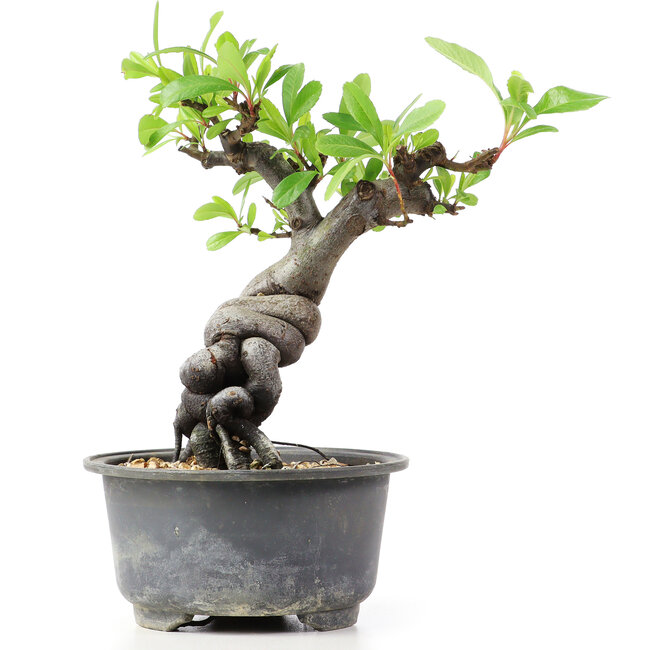 Pyracantha, 15 cm, ± 8 Jahre alt