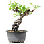 Pyracantha, 15 cm, ± 8 years old