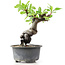 Pyracantha, 15 cm, ± 8 years old