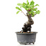 Pyracantha, 15 cm, ± 8 years old