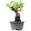 Pyracantha, 15 cm, ± 8 Jahre alt