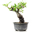 Pyracantha, 15 cm, ± 8 anni