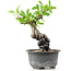 Pyracantha, 15 cm, ± 8 years old