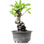 Pyracantha, 15 cm, ± 8 years old