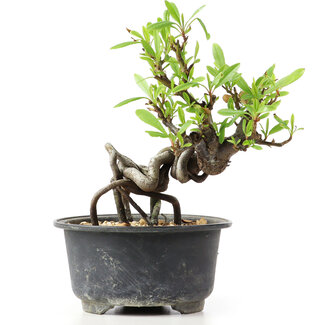 Pyracantha, 13 cm, ± 8 Jahre alt