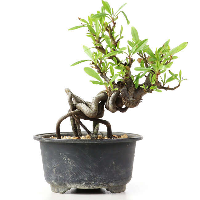 Pyracantha, 13 cm, ± 8 years old