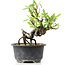 Pyracantha, 13 cm, ± 8 years old