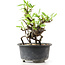 Pyracantha, 13 cm, ± 8 years old