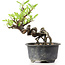 Pyracantha, 13 cm, ± 8 years old