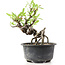 Pyracantha, 13 cm, ± 8 years old