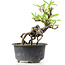 Pyracantha, 13 cm, ± 8 years old