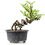 Pyracantha, 13 cm, ± 8 years old