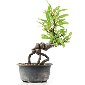 Pyracantha, 16 cm, ± 8 years old