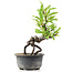 Pyracantha, 16 cm, ± 8 anni