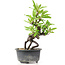 Pyracantha, 16 cm, ± 8 anni