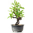 Pyracantha, 16 cm, ± 8 anni