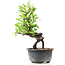 Pyracantha, 16 cm, ± 8 anni