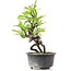 Pyracantha, 16 cm, ± 8 years old