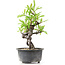 Pyracantha, 16 cm, ± 8 anni