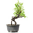 Pyracantha, 16 cm, ± 8 anni