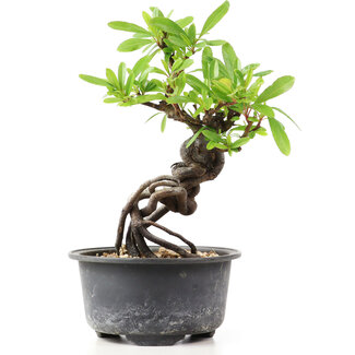 Pyracantha, 15 cm, ± 8 years old