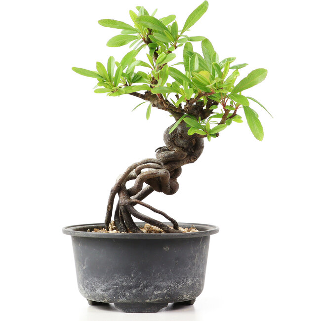 Pyracantha, 15 cm, ± 8 Jahre alt