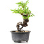 Pyracantha, 15 cm, ± 8 anni