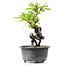 Pyracantha, 15 cm, ± 8 Jahre alt