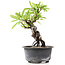 Pyracantha, 15 cm, ± 8 years old