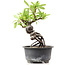 Pyracantha, 15 cm, ± 8 anni