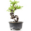 Pyracantha, 15 cm, ± 8 anni