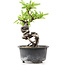 Pyracantha, 15 cm, ± 8 years old