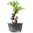 Pyracantha, 15 cm, ± 8 jaar oud