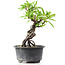 Pyracantha, 15 cm, ± 8 years old