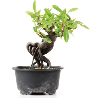 Pyracantha, 12 cm, ± 8 anni