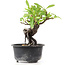 Pyracantha, 12 cm, ± 8 Jahre alt