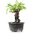 Pyracantha, 12 cm, ± 8 anni