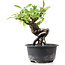 Pyracantha, 12 cm, ± 8 anni