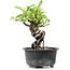 Pyracantha, 12 cm, ± 8 anni