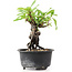 Pyracantha, 12 cm, ± 8 anni