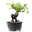 Pyracantha, 12 cm, ± 8 anni