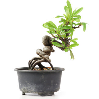 Pyracantha, 13 cm, ± 8 years old