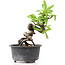 Pyracantha, 13 cm, ± 8 jaar oud